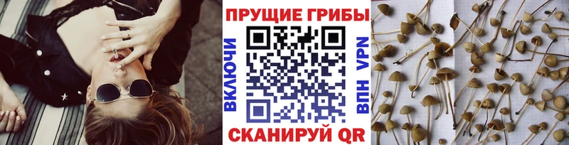 где купить наркотик  Красавино  Псилоцибиновые грибы ЛСД 